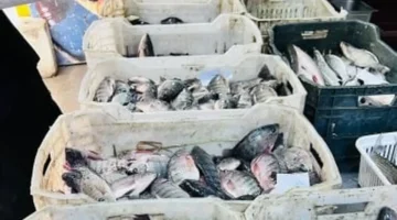 تغير الأسعار اليوم الأحد 15 فبراير.. سعر البلطي في القليوبية